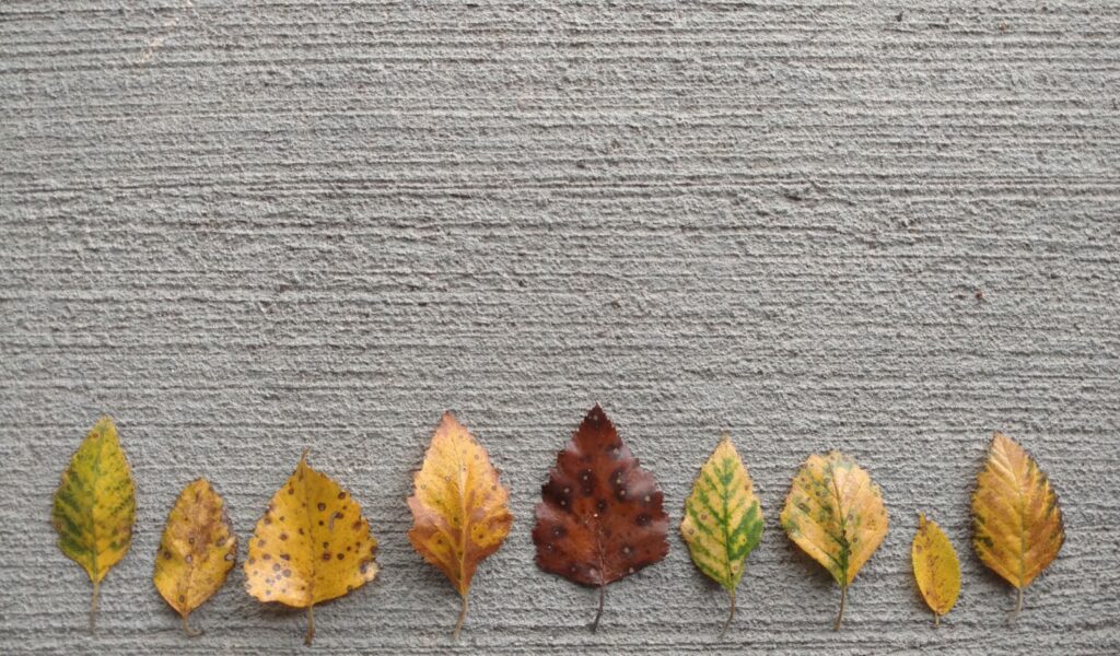 yellow and green leaves on gray wooden surface