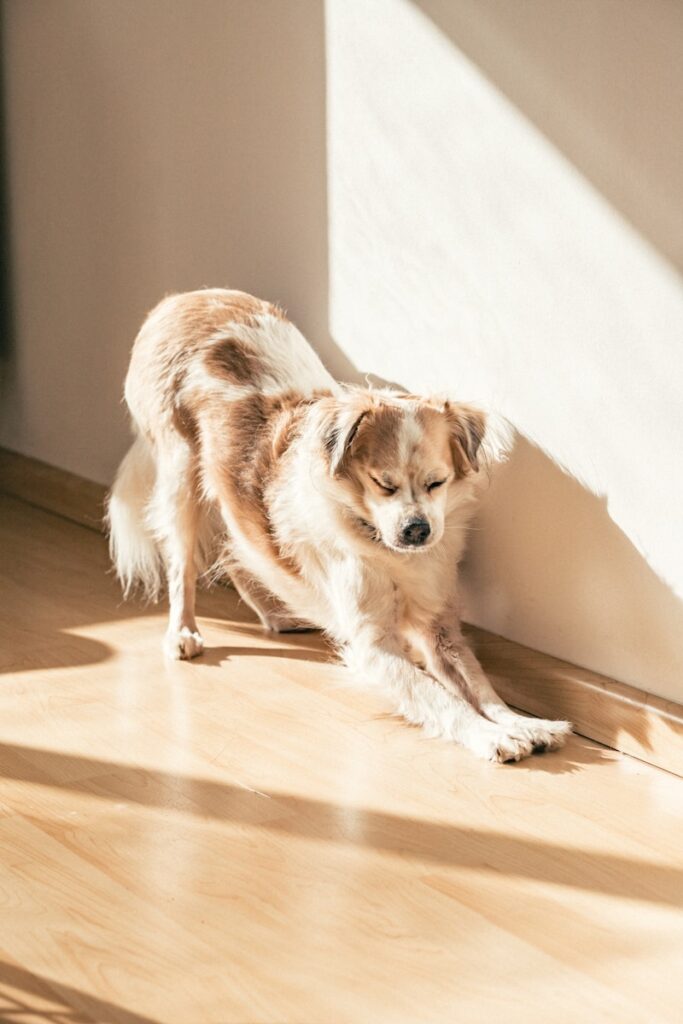 a dog lying on the floor